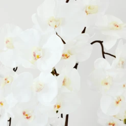 Nikki Chu - Orchid In Black Vase -Furniture Sales webimage 168213601 DTL