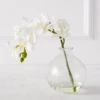 Phaleanopsis 1 Stem With Glass -Furniture Sales webimage 200010845 jpg 1