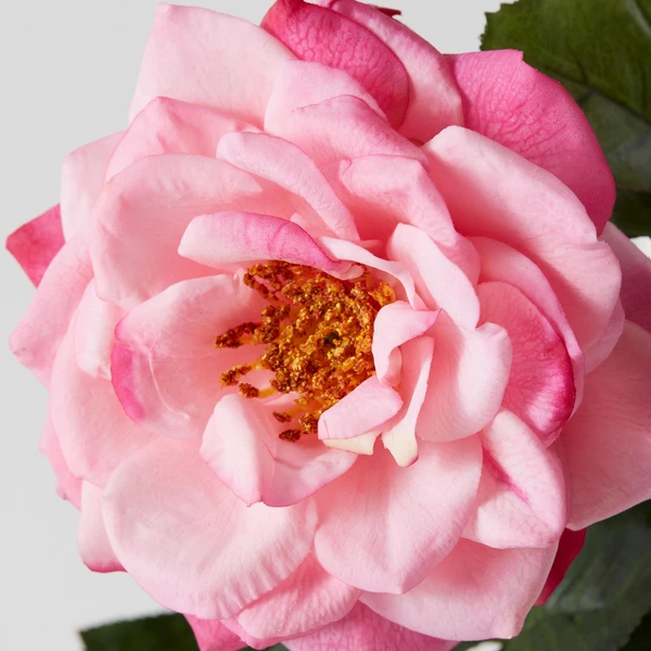 Real Touch Orlane Rose - Set Of 3 4 Real Touch Orlane Rose - Set Of 3 - Image 2