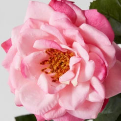 Real Touch Orlane Rose - Set Of 3 -Furniture Sales webimage 200023565 1 jpg