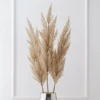Pampas Grass - Set Of 3 -Furniture Sales webimage 200200552 jpg