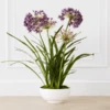 Faux Potted Agapanthus -Furniture Sales webimage 207919623