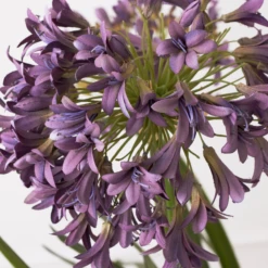 Faux Potted Agapanthus -Furniture Sales webimage 207919623 dtl1 1