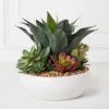 Succulent Assortment In Bowl -Furniture Sales webimage 207999711