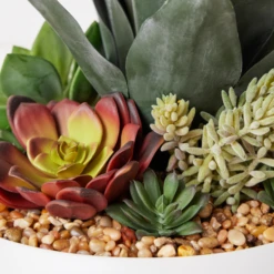 Succulent Assortment In Bowl -Furniture Sales webimage 207999711 dtl 1