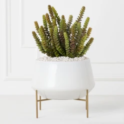 Donkey Tail In Bowl With Stand