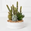 Succulent Assortment In Bowl -Furniture Sales webimage 207999713