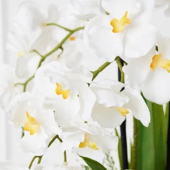 Orchids In Bowl With Stand -Furniture Sales webimage 207999716 dtl