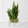 Mother In Law's Tongue Succulent With Bowl -Furniture Sales webimage 207999718