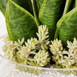 Mother In Law's Tongue Succulent With Bowl -Furniture Sales webimage 207999718 dtl