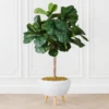 Fiddle Leaf Tree In Bowl -Furniture Sales webimage 207999719