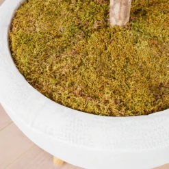 Fiddle Leaf Tree In Bowl -Furniture Sales webimage 207999719 dtl2