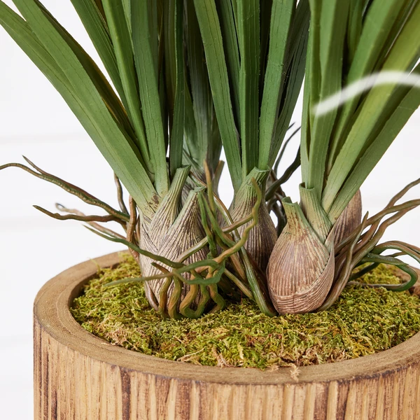 Areca In Wood Stand 5 Areca In Wood Stand - Image 3