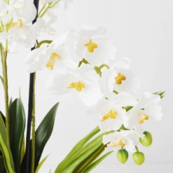 Orchids In Glass Bowl -Furniture Sales webimage 207999723 dtl1