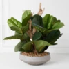Fiddle Leaf Branches In Bowl -Furniture Sales webimage 207999724 1