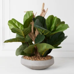 Fiddle Leaf Branches In Bowl
