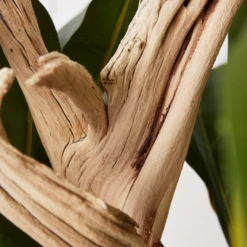 Fiddle Leaf Branches In Bowl -Furniture Sales webimage 207999724 dtl1