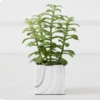 Tree Succulents In Marble Pot -Furniture Sales webimage 207999966