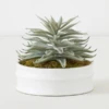 Succulent In White Round Pot -Furniture Sales webimage 207999970