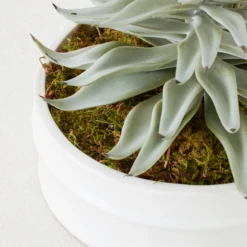Succulent In White Round Pot -Furniture Sales webimage 207999970 dtl