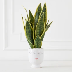 Mother In Law's Tongue/Selfie With Vase