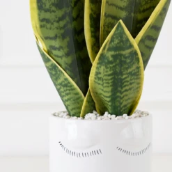 Mother In Law's Tongue/Selfie With Vase -Furniture Sales webimage 207999972 dtl 1