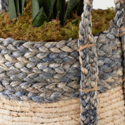 Mother In Law's Tongue In Basket -Furniture Sales webimage 207999974 dtl1 1