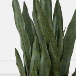 Mother In Law's Tongue In Basket -Furniture Sales webimage 207999974 dtl2