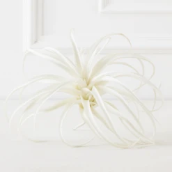 Faux Air Plant -Furniture Sales webimage 209172845 ALT