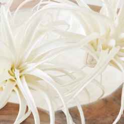 Faux Air Plant -Furniture Sales webimage 209172845 DTL