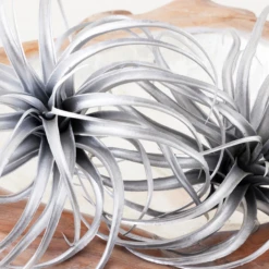 Faux Air Plant -Furniture Sales webimage 209204773 DTL