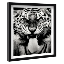 Wild Tiger -Furniture Sales webimage 630164770 630133051 ALT1